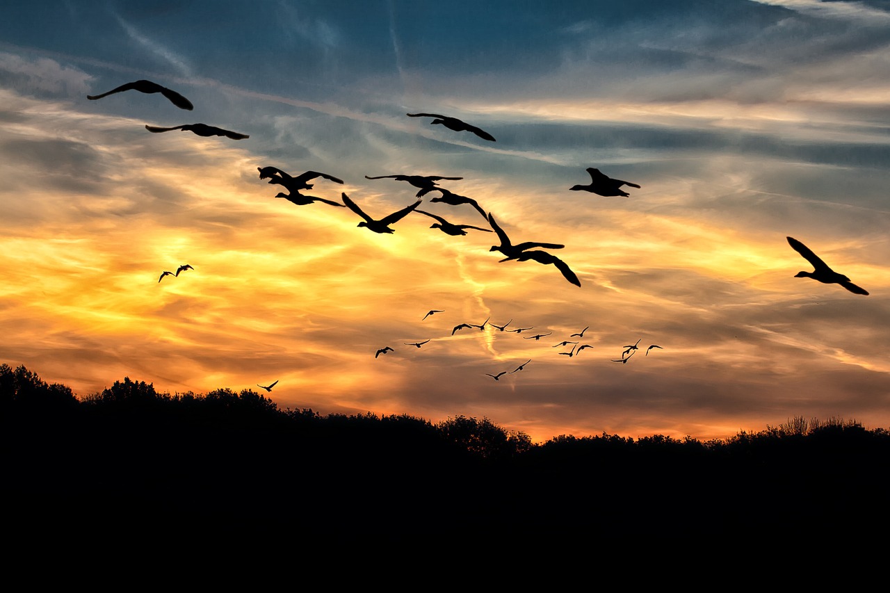 Geese & God Winks