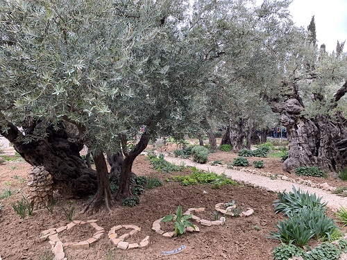 Garden of Olives TeresaTomeo.com