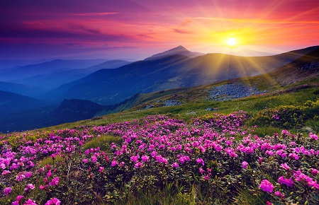Sunrise over blue mountains with pink flowers on landscape