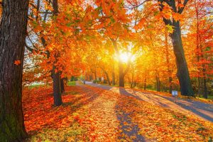 Fall path